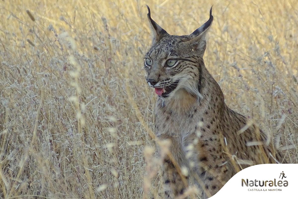 Lince ibérico / Foto: ©Turismo Castilla-La Mancha / David Blázquez