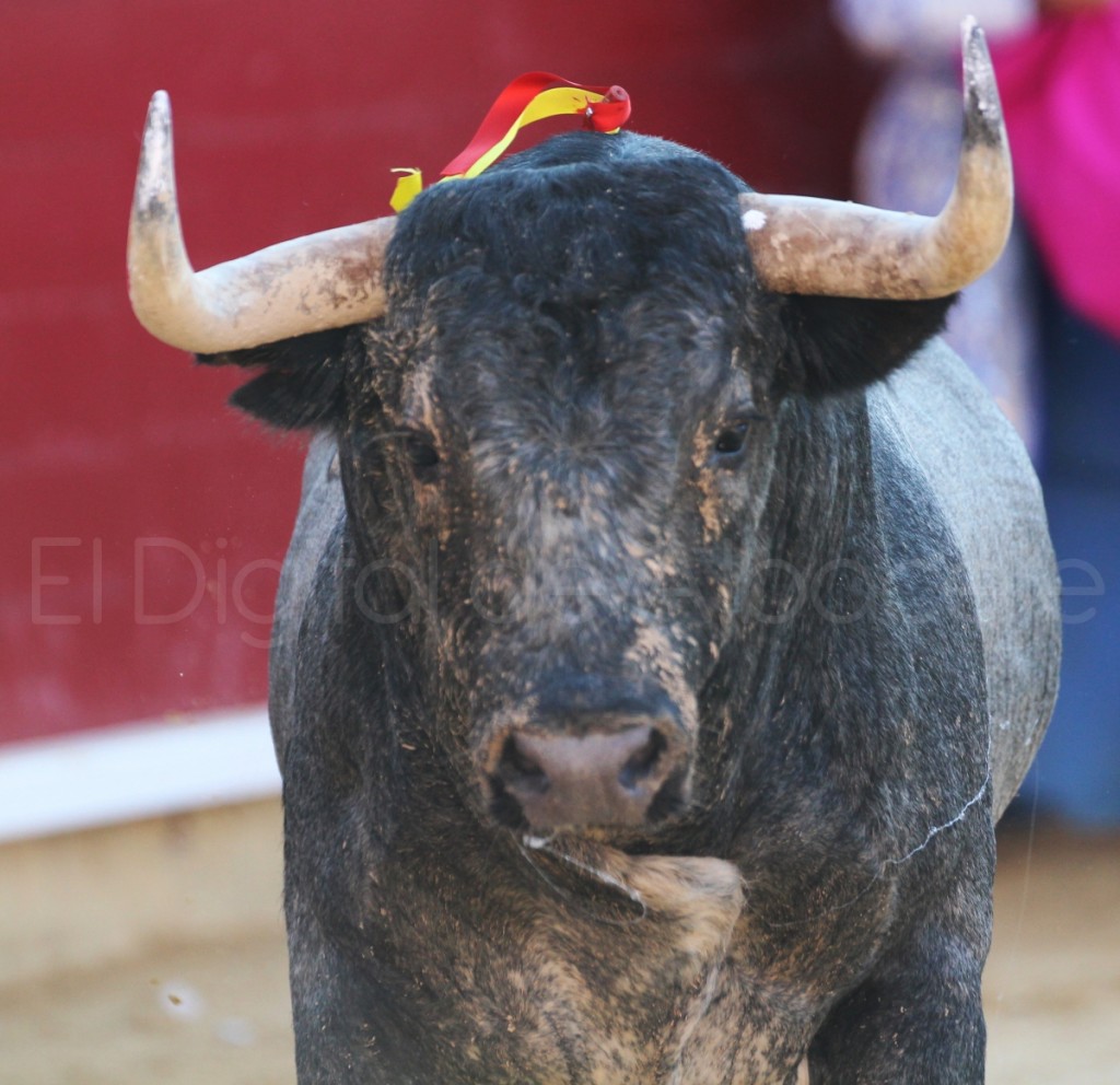 De Mora Adame y Escribano Feria Albacete 2015 toros 18