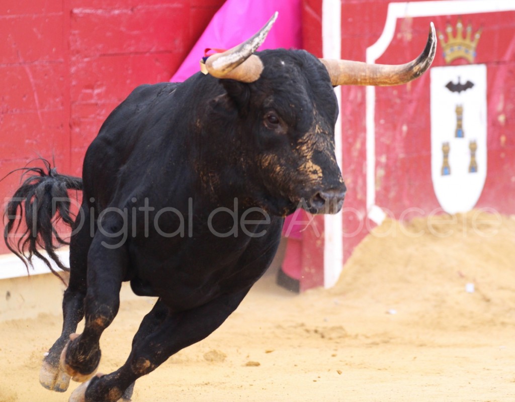 Pinar Serrano y Arenas Feria Albacete 2015 toros 67