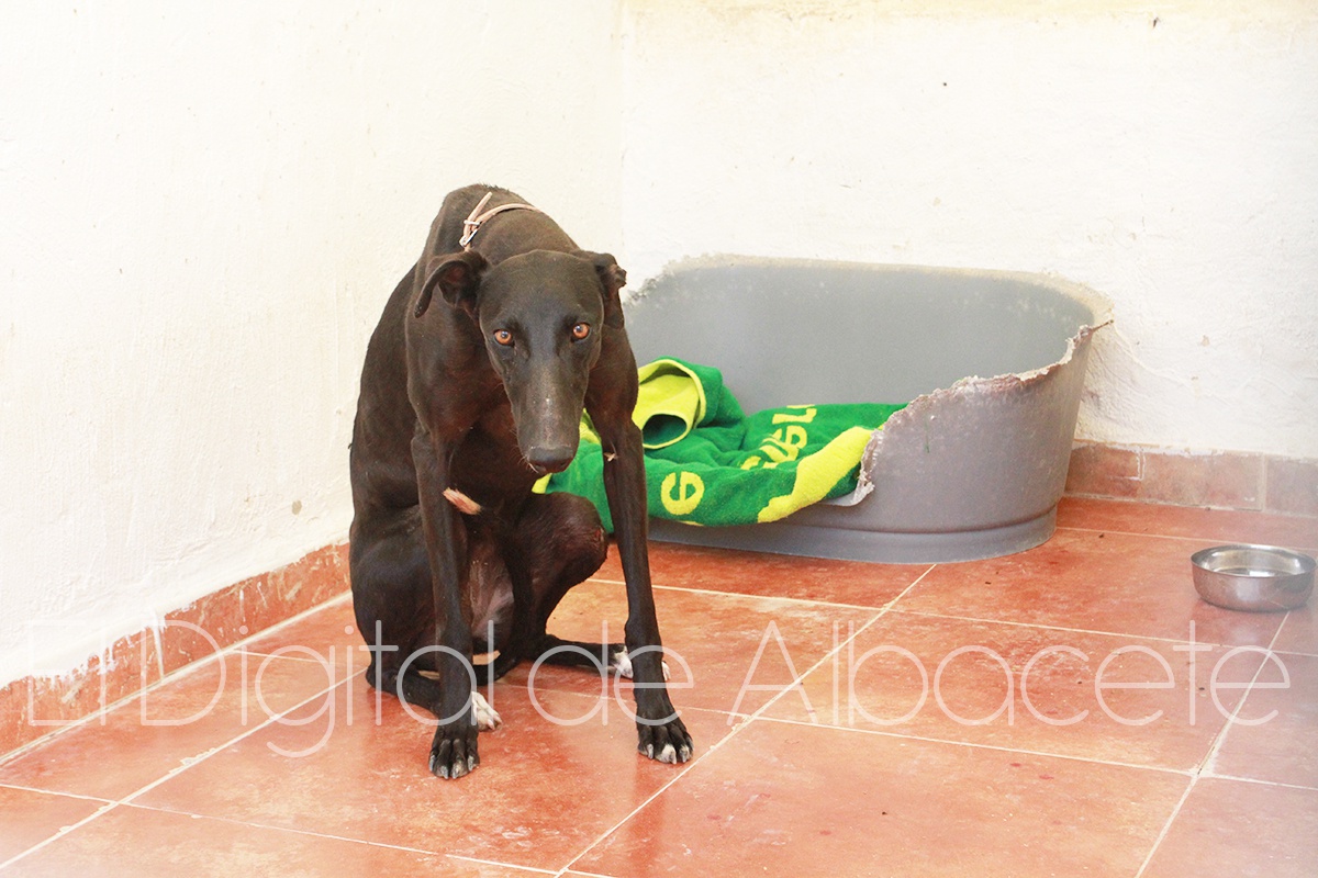 ARCA_NOE_VERANO_NOTICIAS_ALBACETEIMG_5331