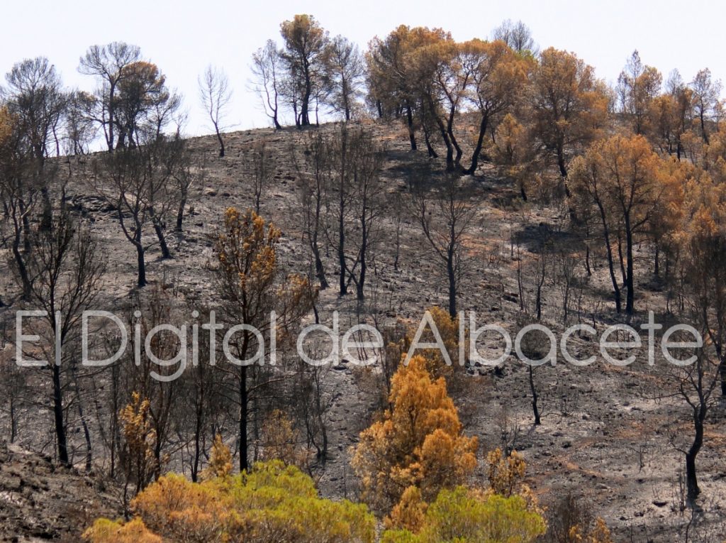 incendio lietor 2016 08