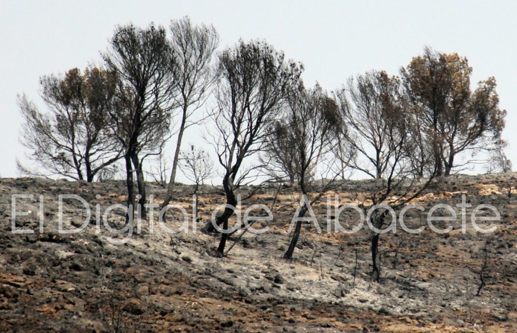 incendio lietor 2016 15