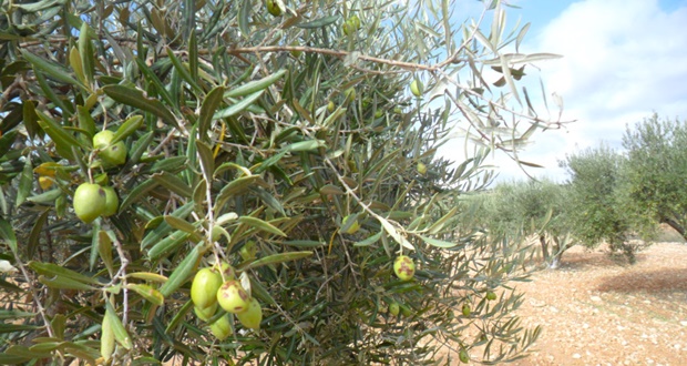 Seguros de Almendro y Olivar