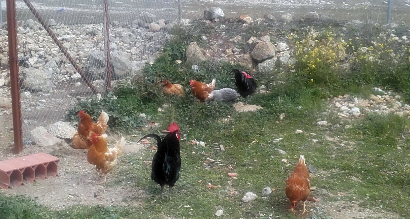apadrina-gallina-2