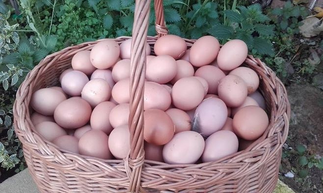 cesta-de-huevos