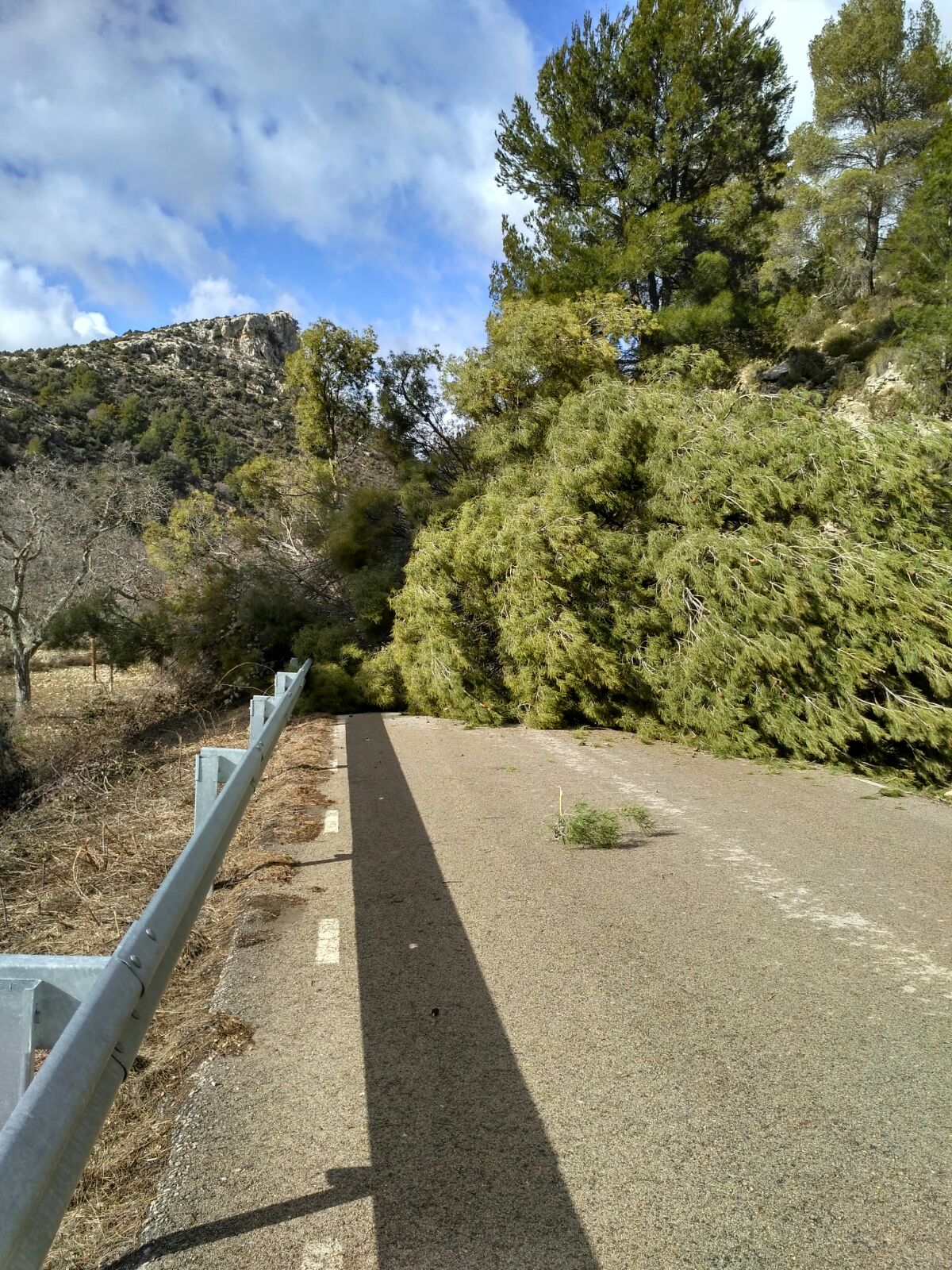 pino-en-la-calzada