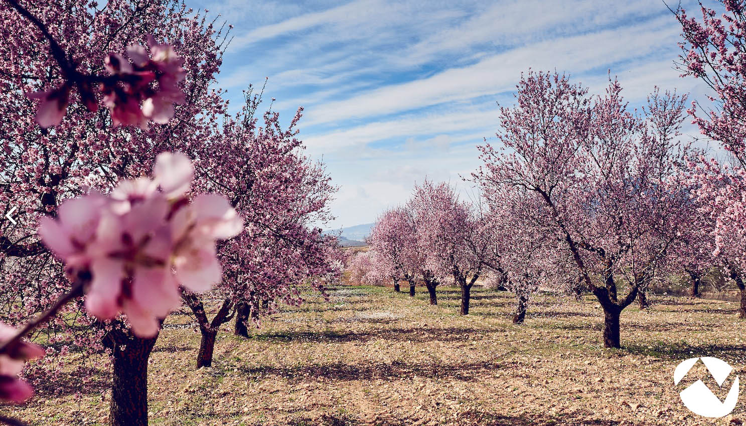 Cómo disfrutar del encanto de los almendros en flor por la Sierra del  Segura - El Digital de Albacete