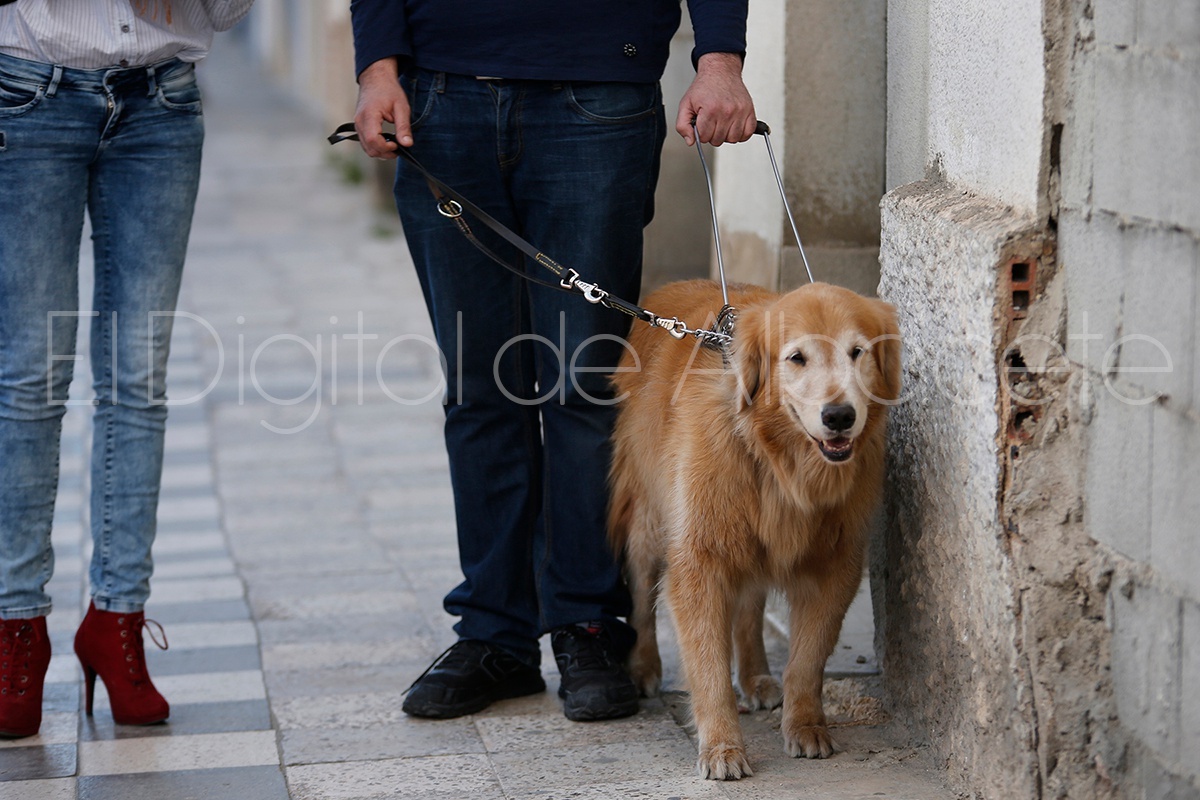 REPORTAJE_PERRO_ONCE_NOTICIA_ALBACETE 17