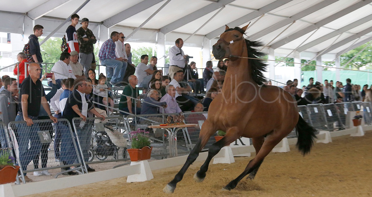 FERIA_EXPOVICAMAN_NOTICIA_ALBACETE 78