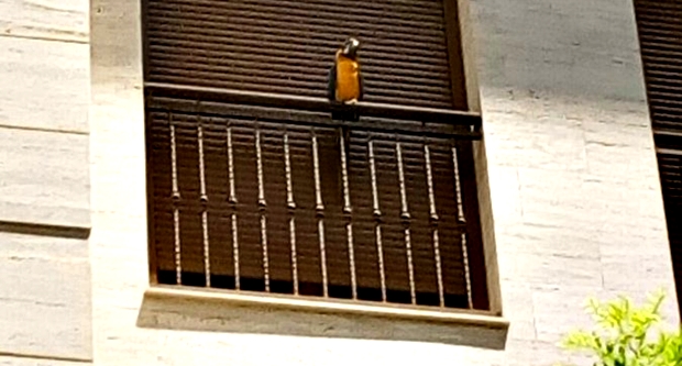 guacamayo