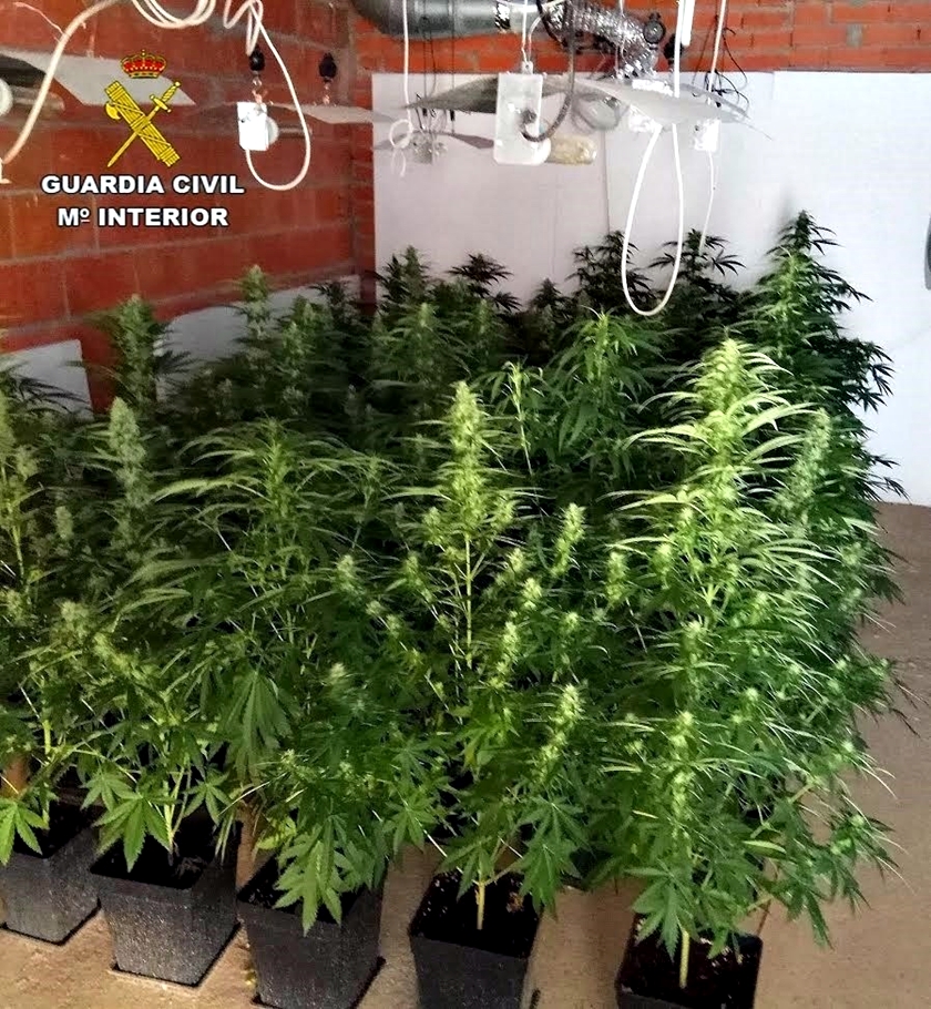 marihuana