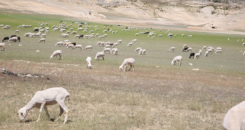 visita-el-pantano-de-entrepeas-en-sacedn_34924358153_o
