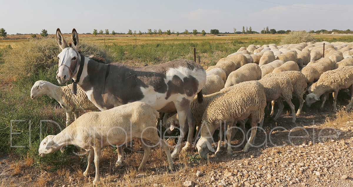 Noticias Albacete