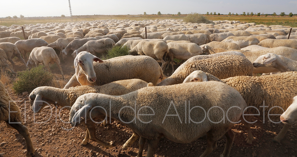 noticias albacete