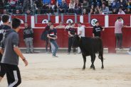 vaquilla