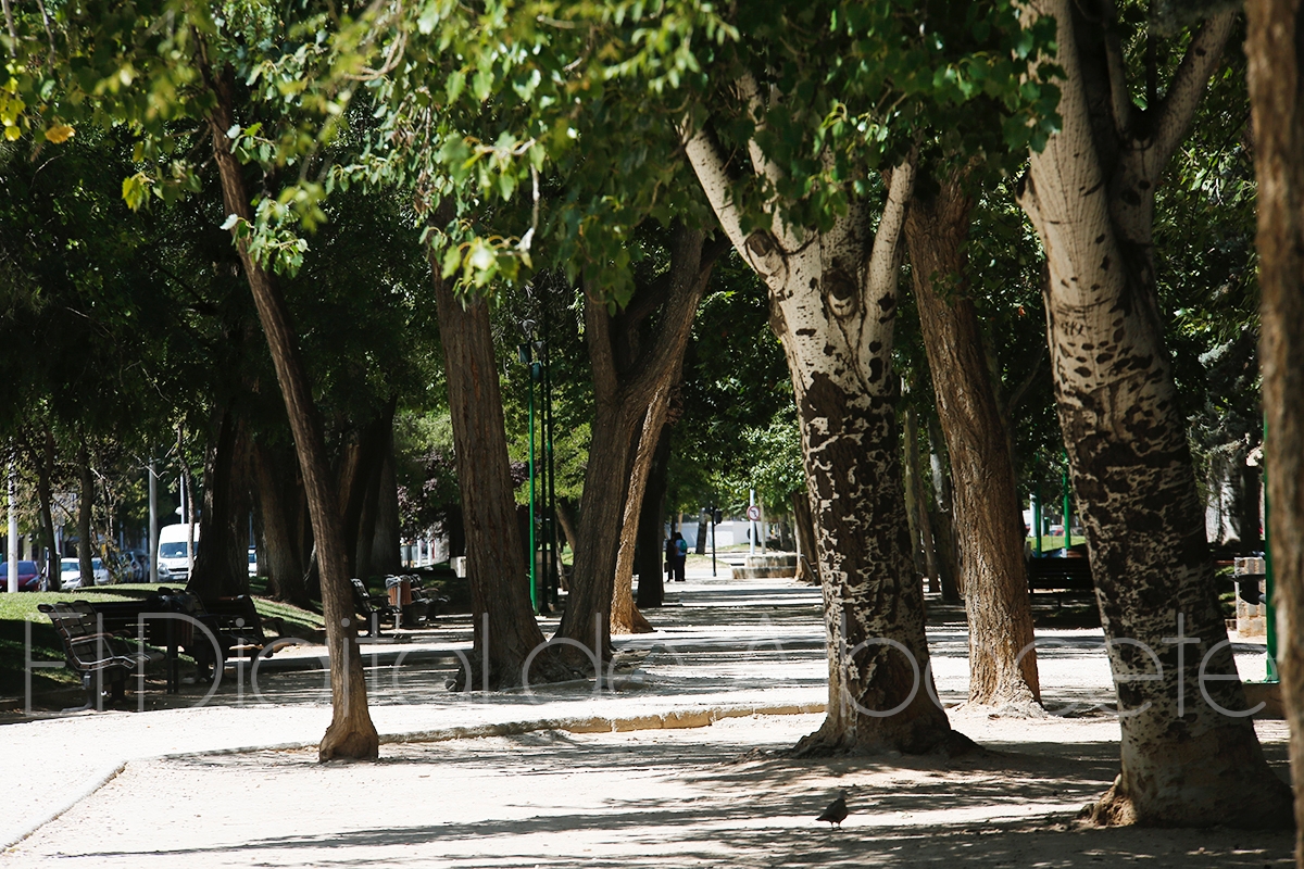 Foto de archivo de árboles en Albacete