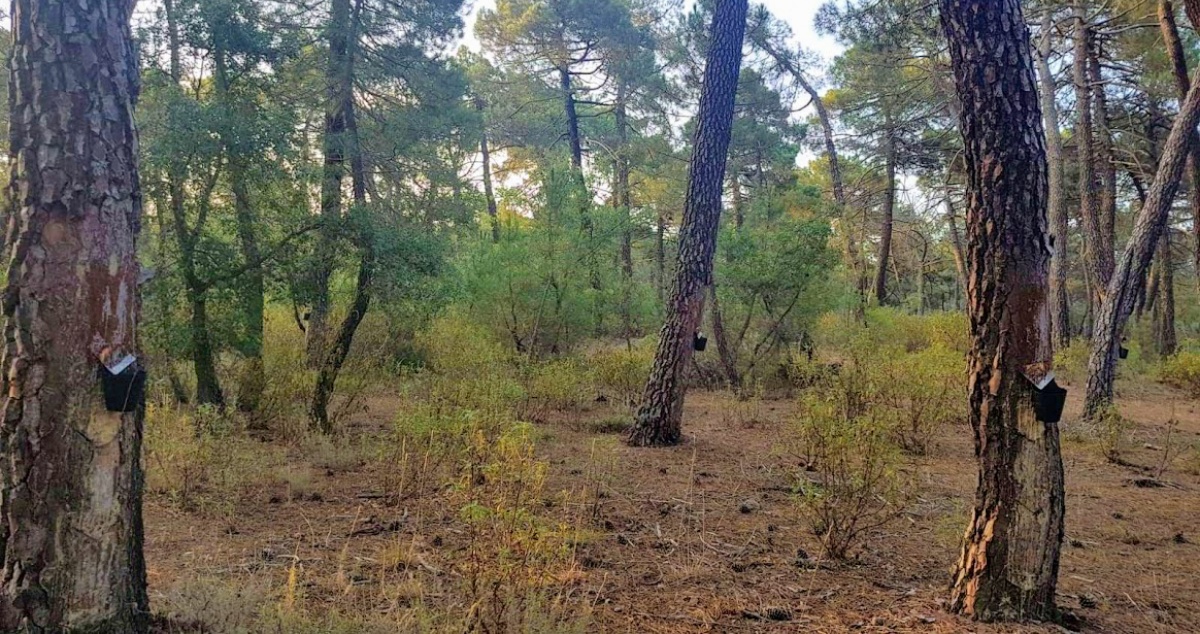 noticias pino medio ambiente risina