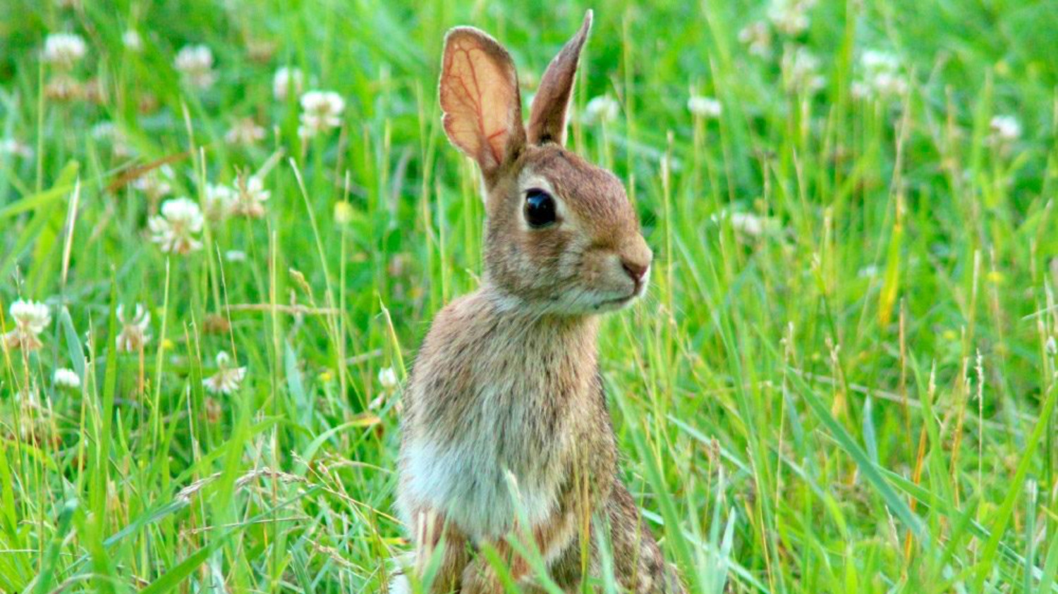 Conejo de campo en Albacete