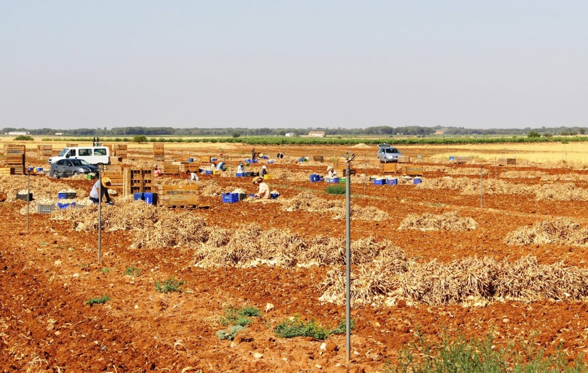 campo temporeros