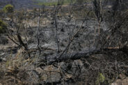 incendio forestal ferez albacete