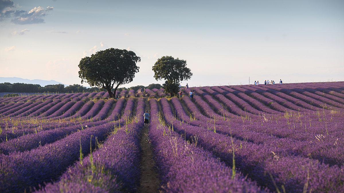 El primer espacio natural habilitado para depositar cenizas crematorias ya es una realidad en españa y está en castilla-la mancha
