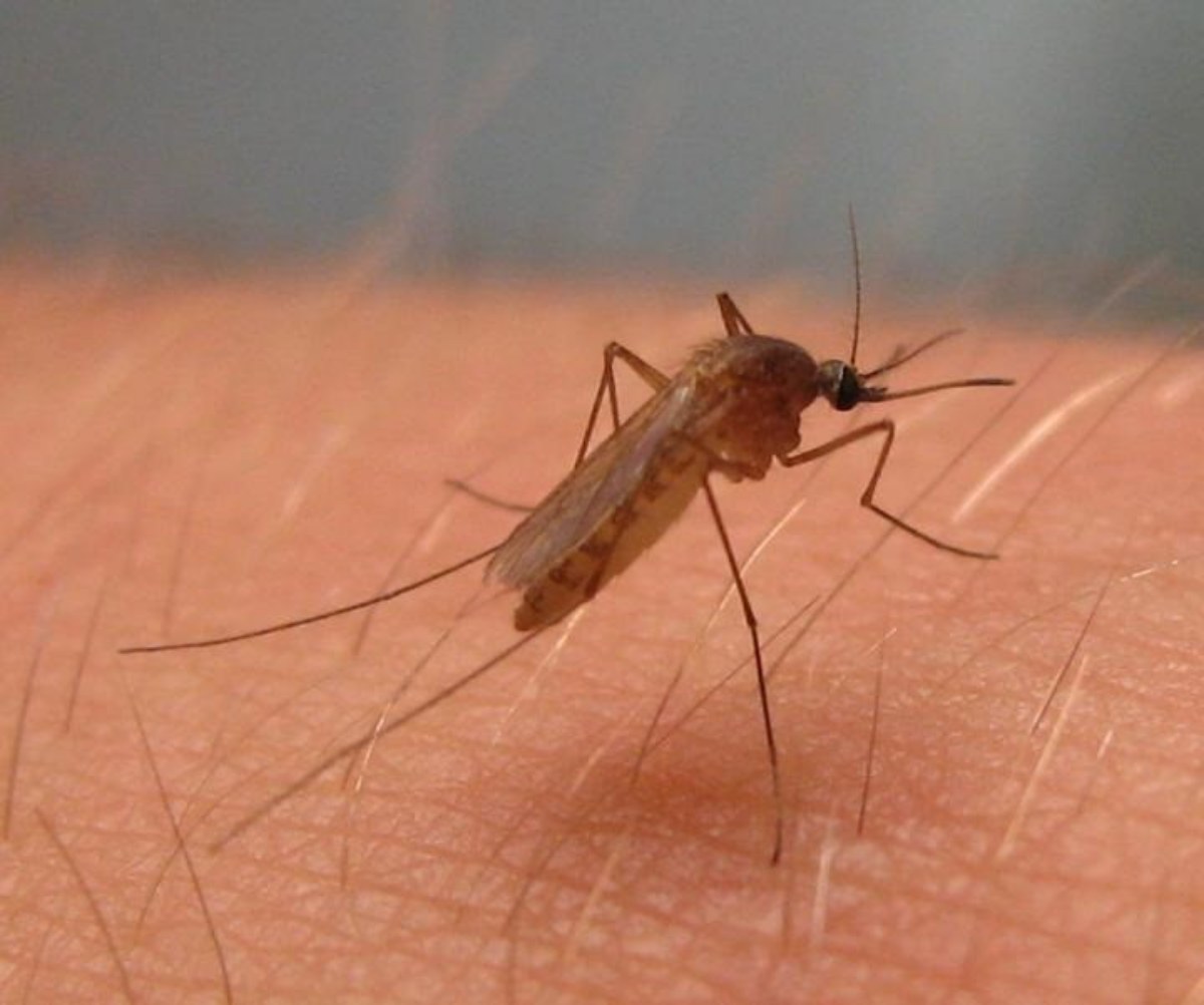 mosquito fiebre del nilo