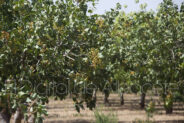 noticias Castilla-la mancha agricultura