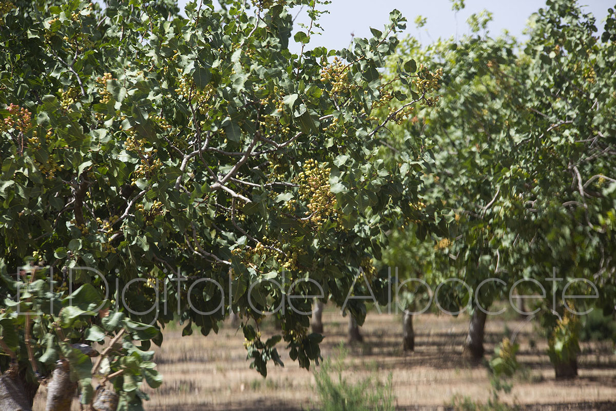 noticias Castilla-la mancha agricultura