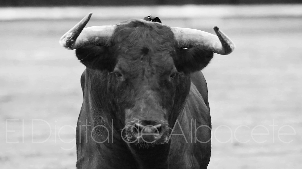 noticias toros