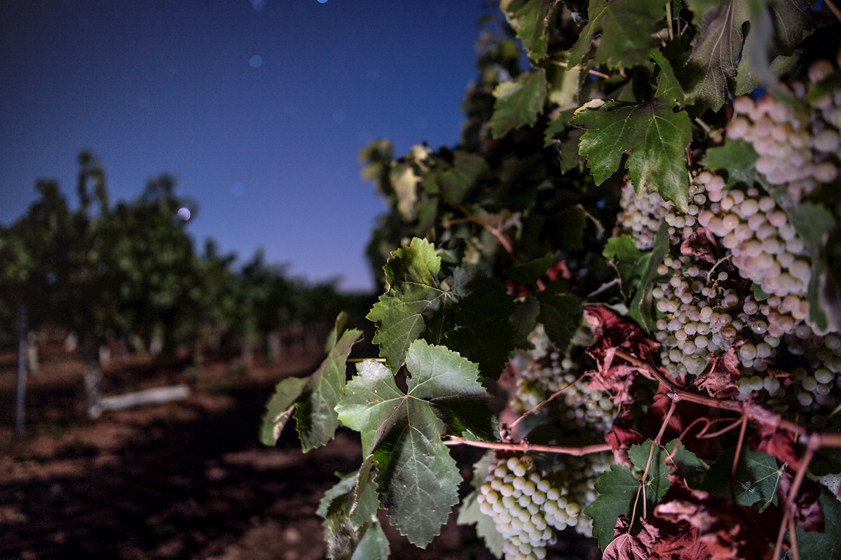 noticias agricultura vendimia castilla la mancha