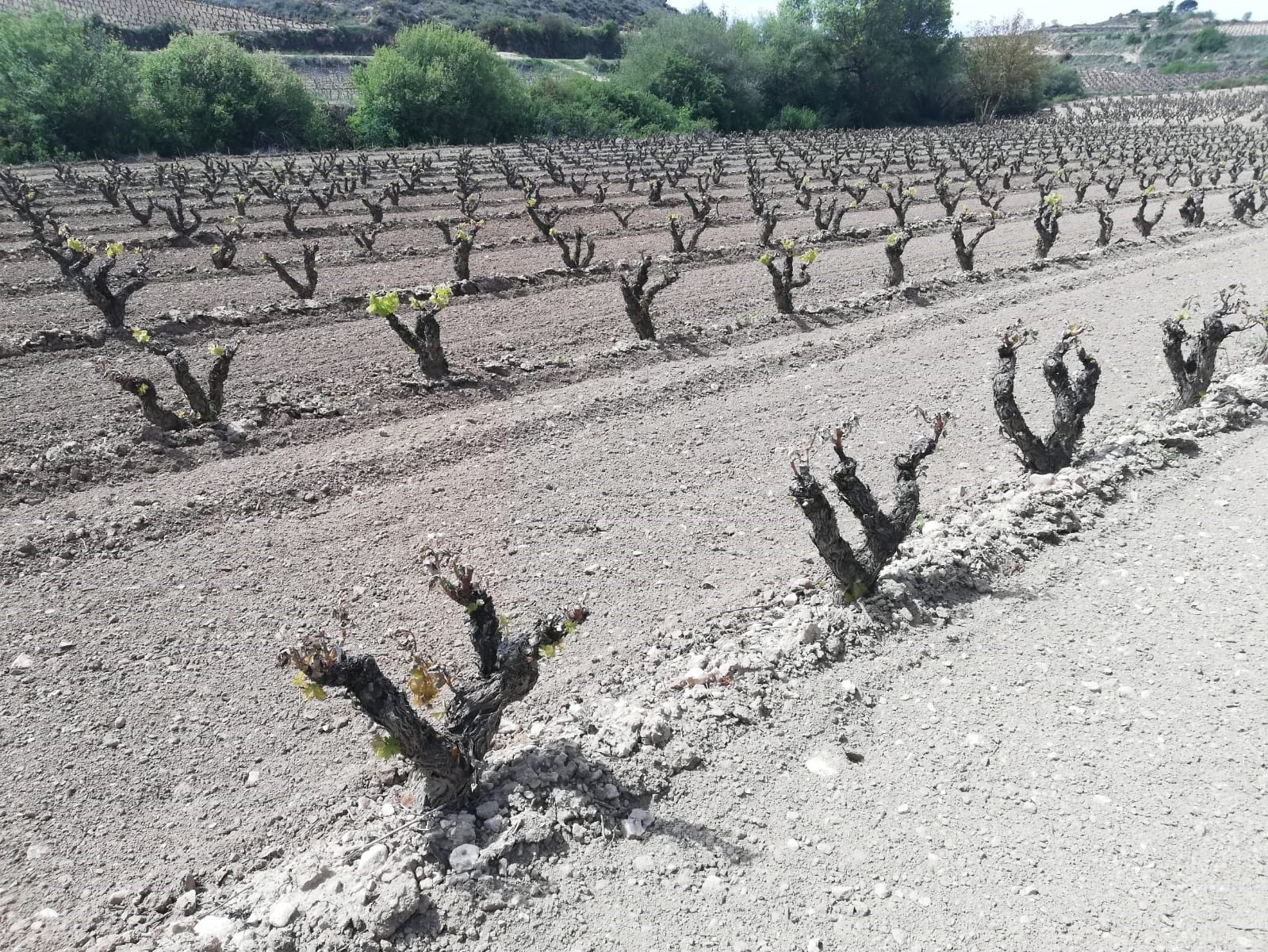 noticias albacete