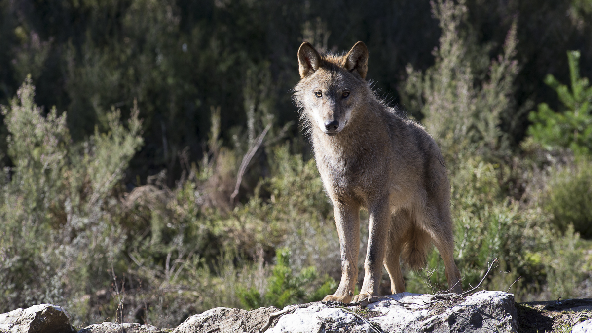 Lobo