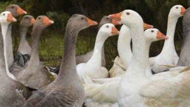 noticias castilla-la mancha