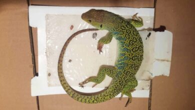 noticias castilla-la mancha