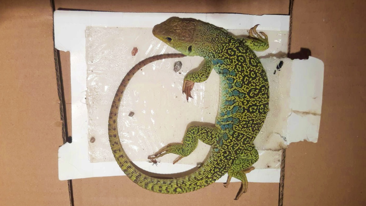 noticias castilla-la mancha