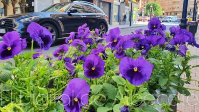 noticias albacete