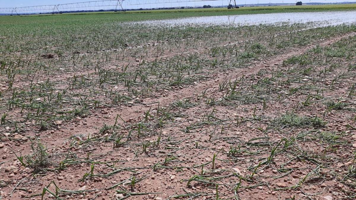 noticias provincia albacete