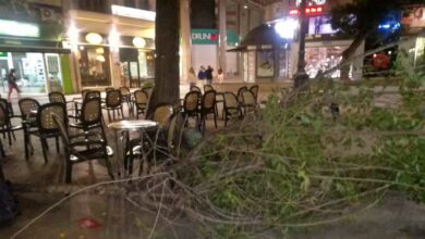 cae arbol albacete
