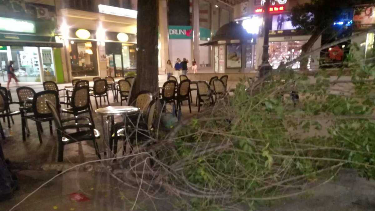 cae arbol albacete