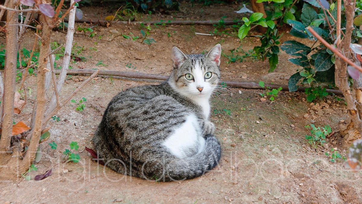 Gato callejero en Albacete