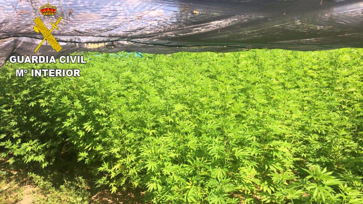 Localizada una plantación de marihuana