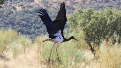 Noticias Castilla-La Mancha