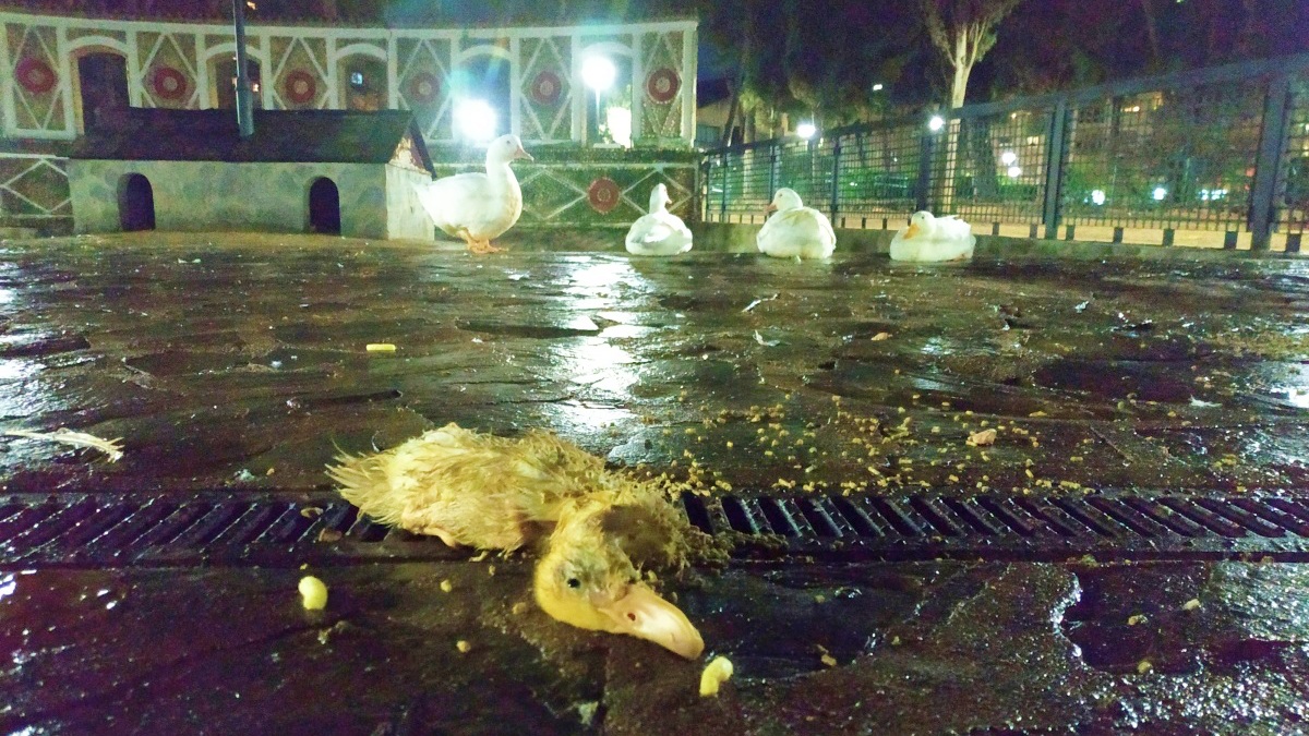 Condiciones insalubres y que provocan su muerte