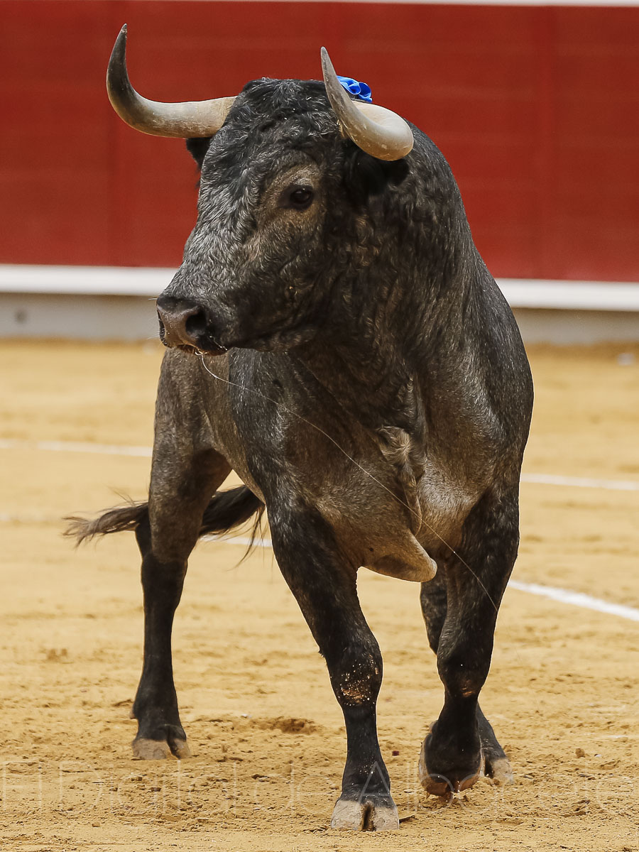 Rubén Pinar y Sergio Serrano triunfaron ante los Victorinos en la Plaza de Toros de Albacete
