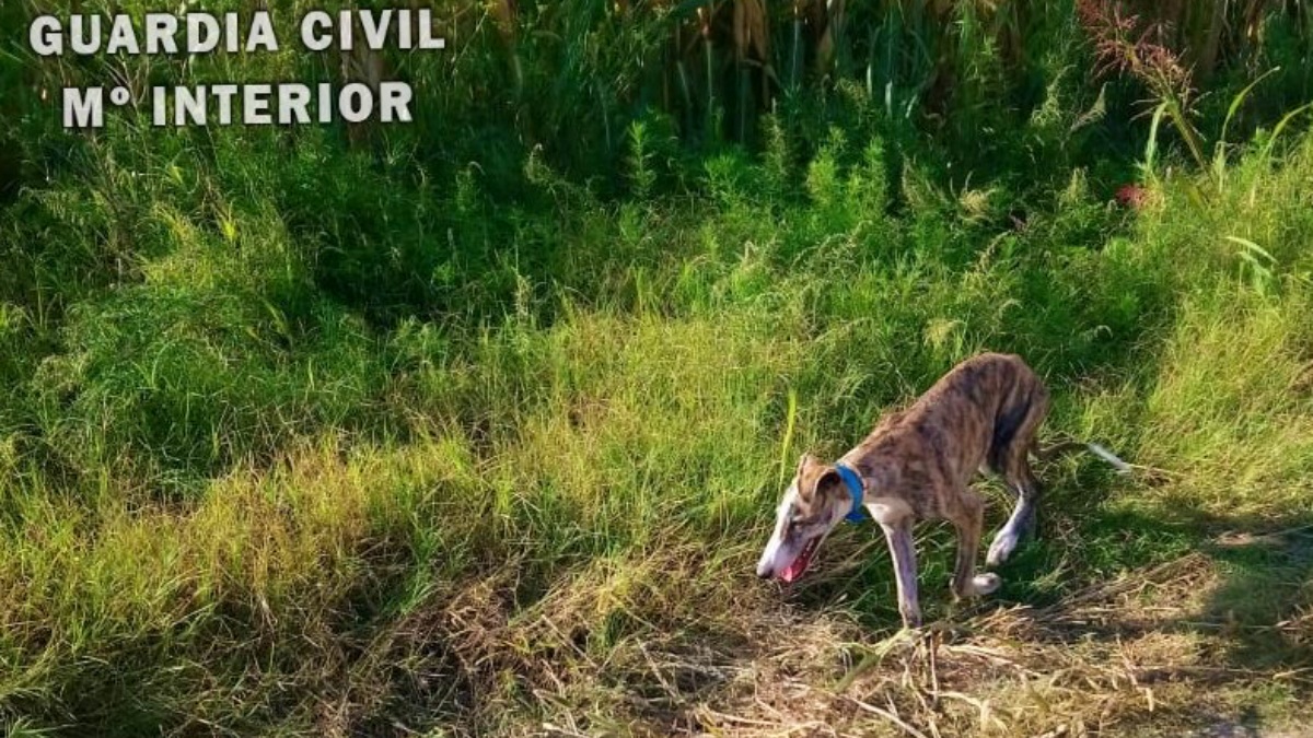 Rescatado este galgo en Albacete