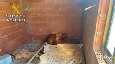 Uno de los perros hallados en las instalaciones