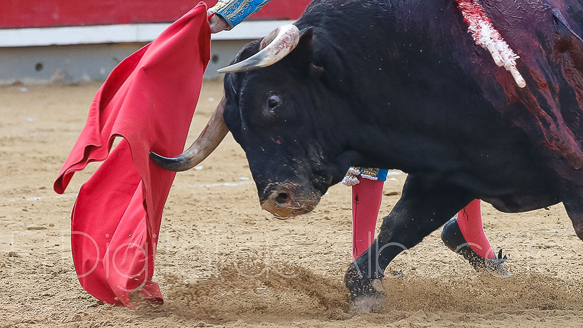 Un lance taurino en Albacete