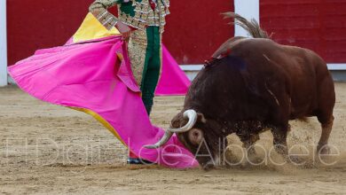 Toros en la Plaza de Albacete
