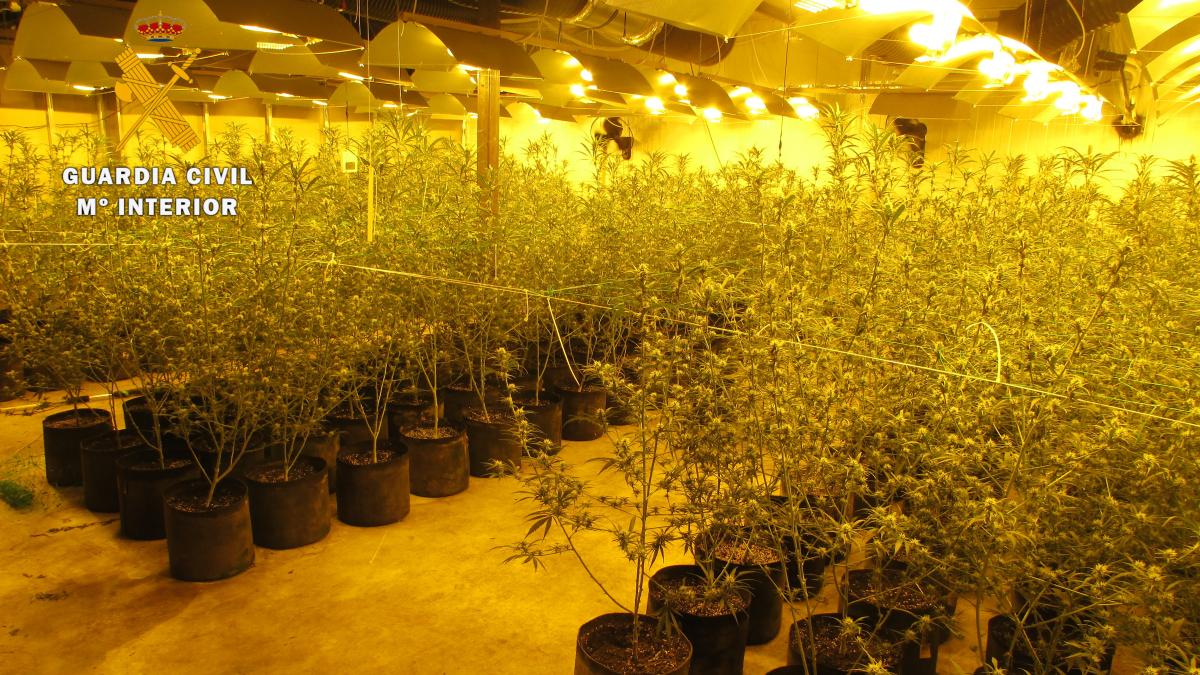 La Guardia Civil de Albacete desmantela un centro de producción y germinación de cannabis sativa interviniendo 758 plantas