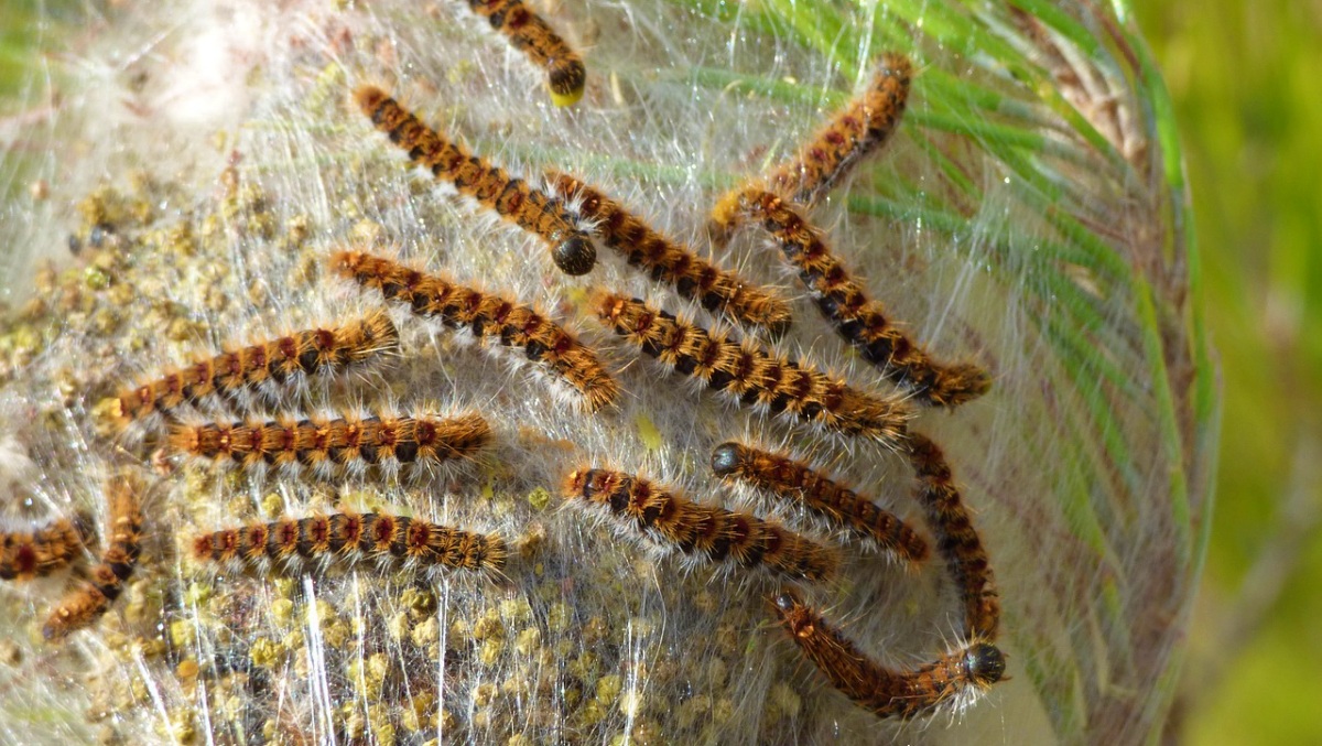 Procesionaria